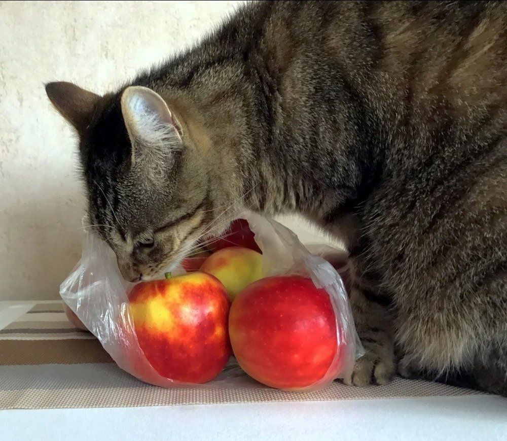 Опять яблоки...