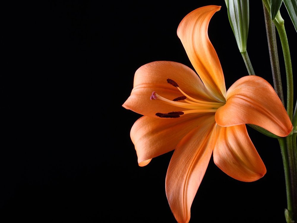 orange Lily