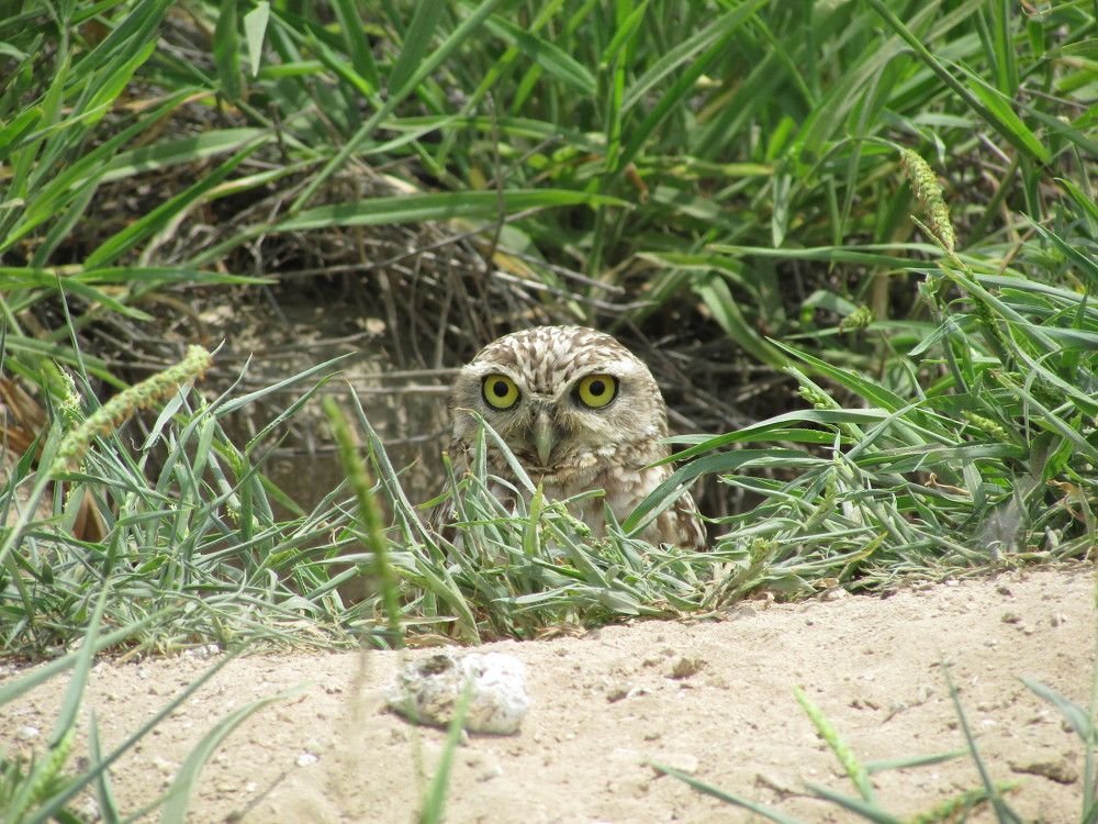 Athene cunicularia
