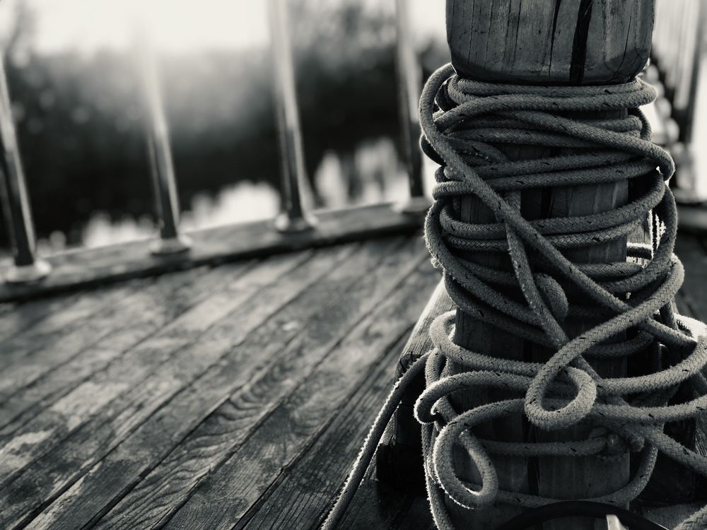 Моркие волки