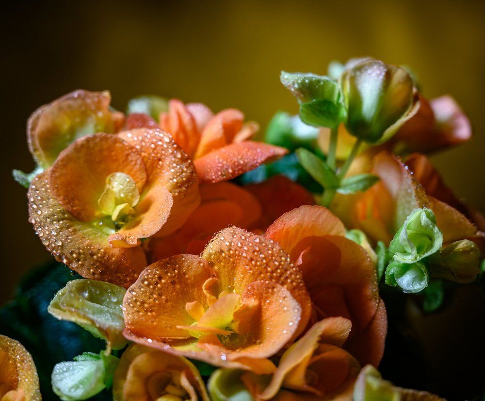 ORANGE HYDRANGEA