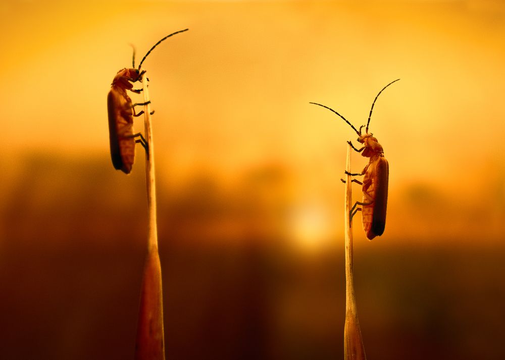 до свидания сонце