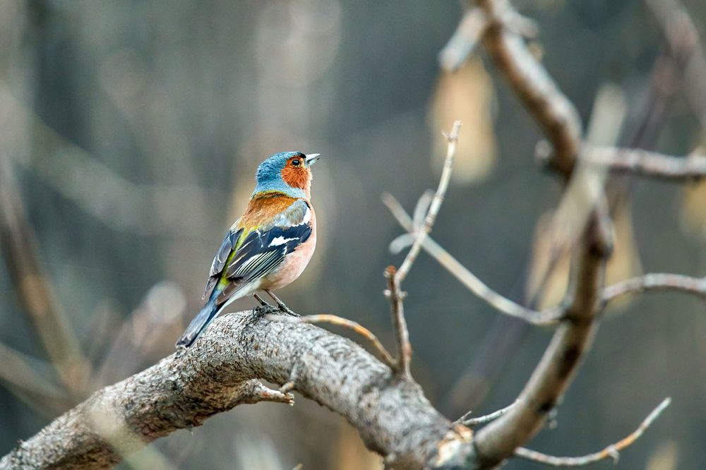 song of spring
