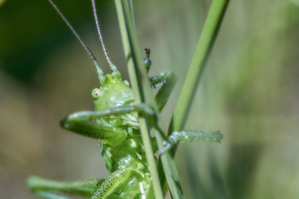 grasshopper