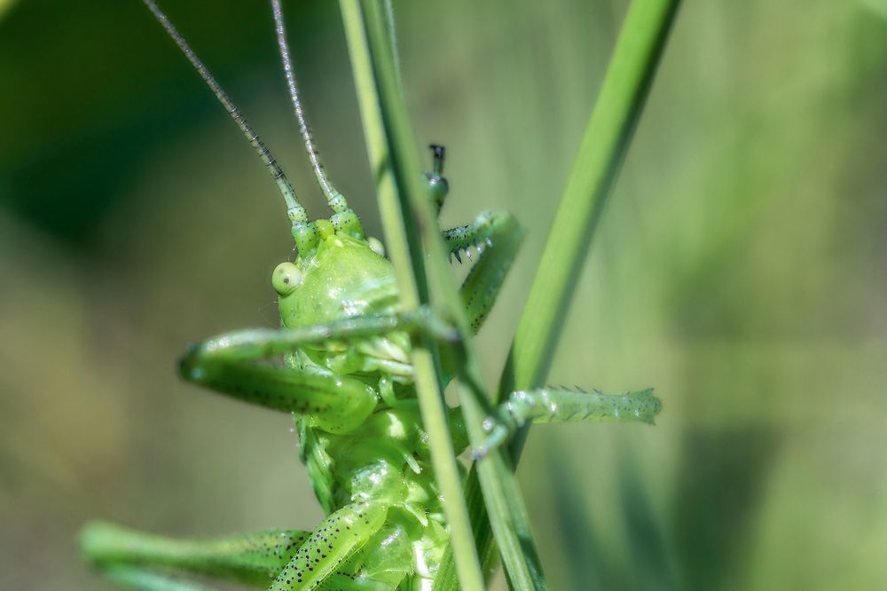 grasshopper