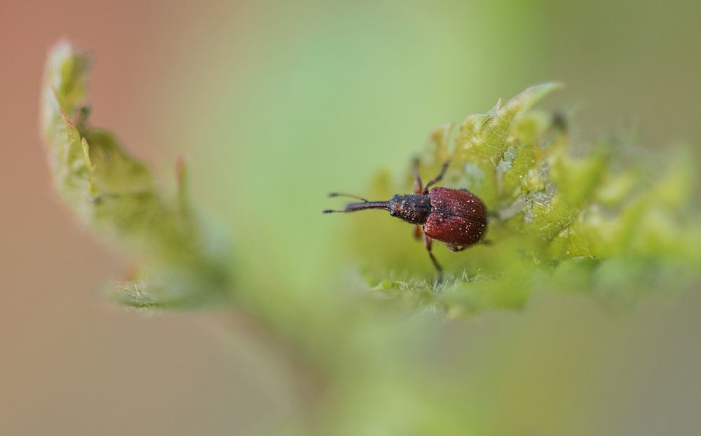 Photograph by Галина Нечипорук