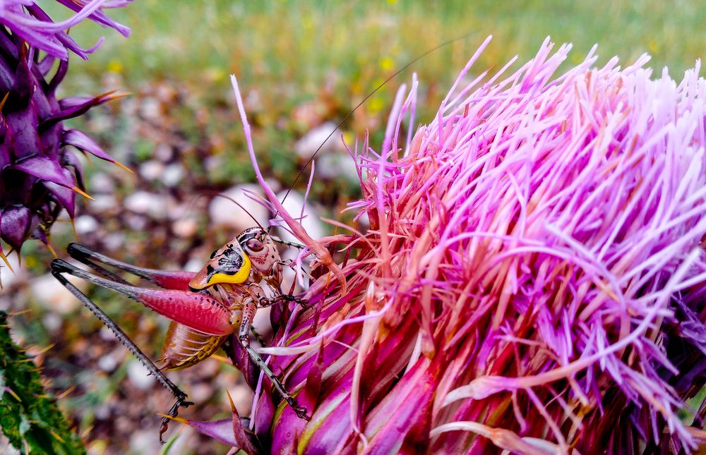 Mobile Photography-Macro