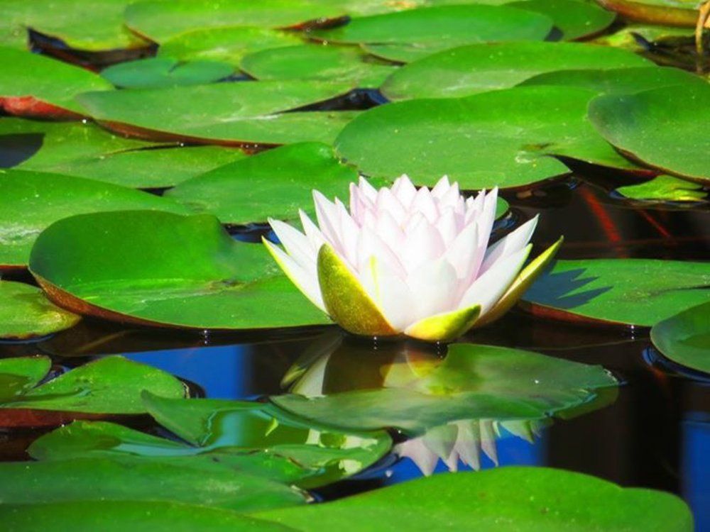 White water lily