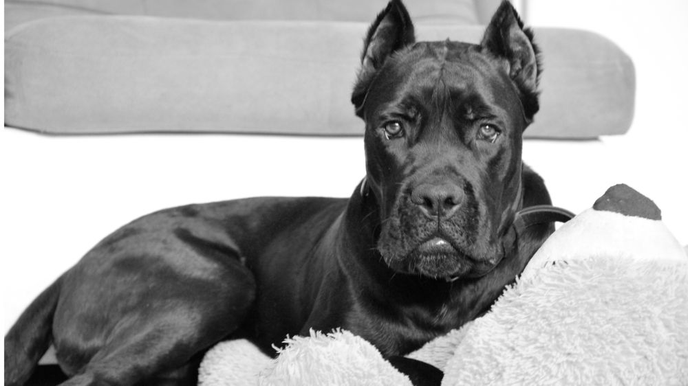 Любимый питомец