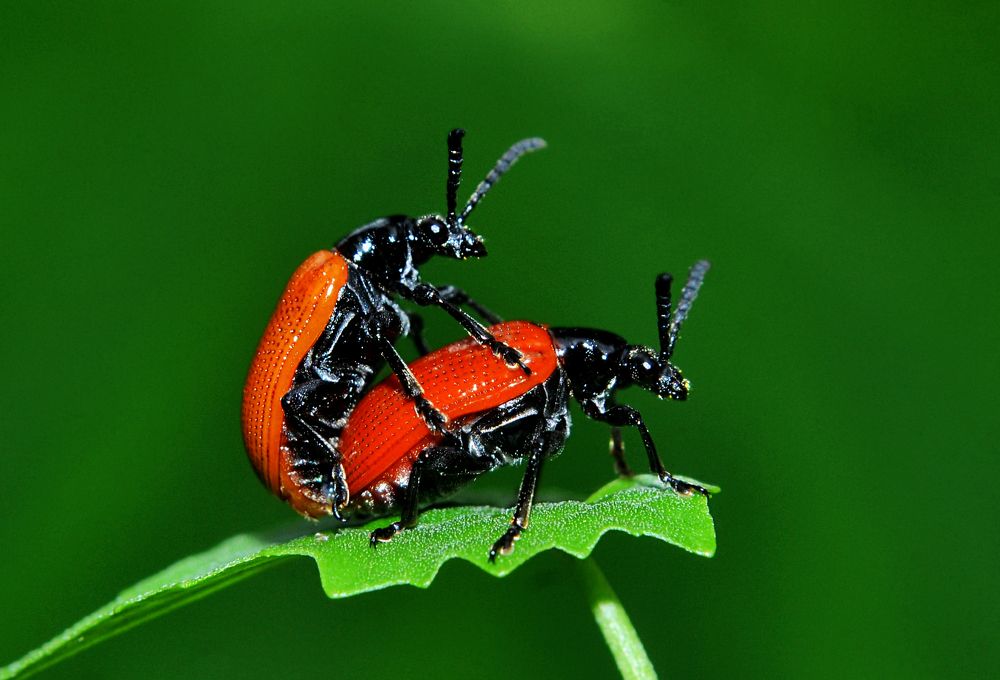 MATING BEETLES