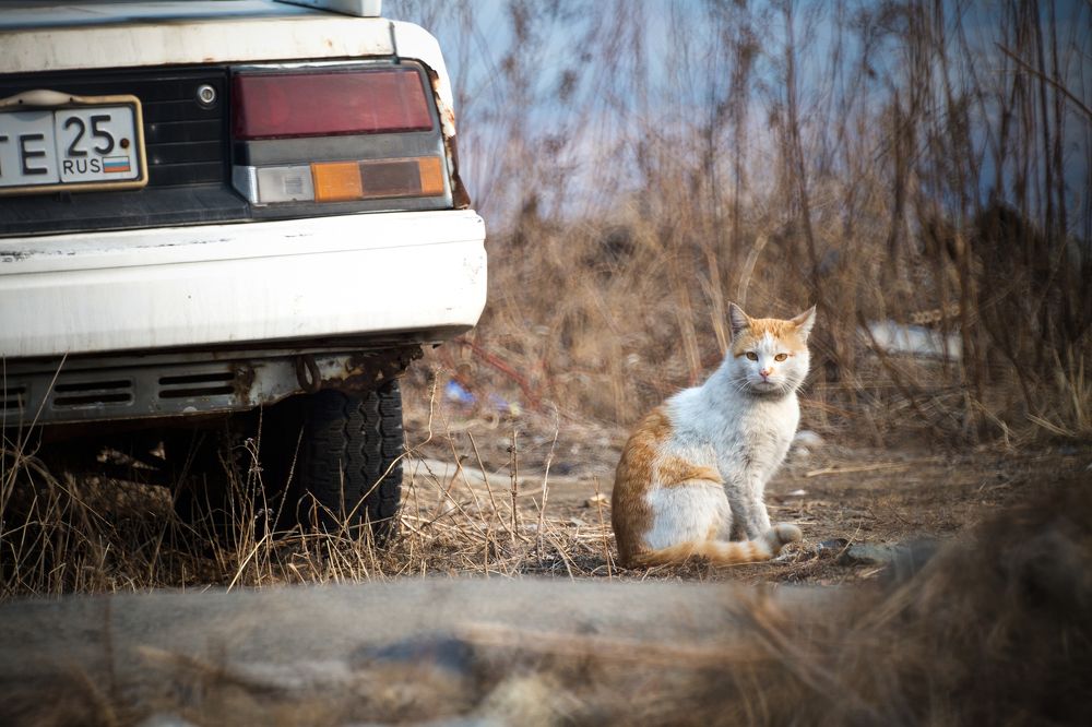 Мохнатый горожанин