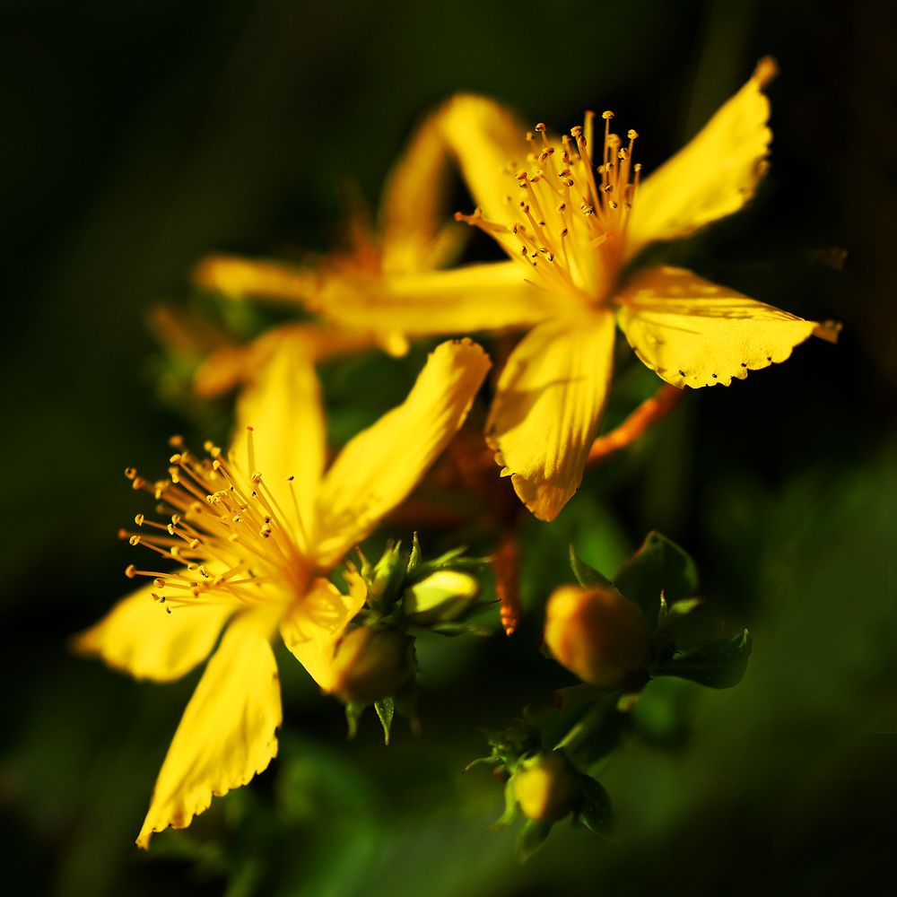 Солнечный зверобой
