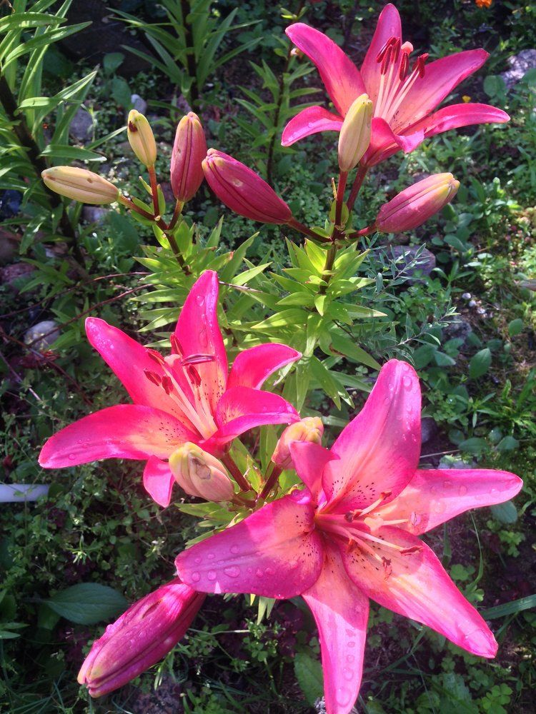 Красотки лилии