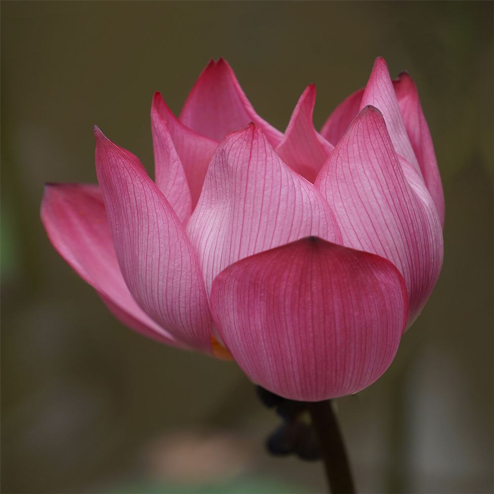 Нетронутый лотос