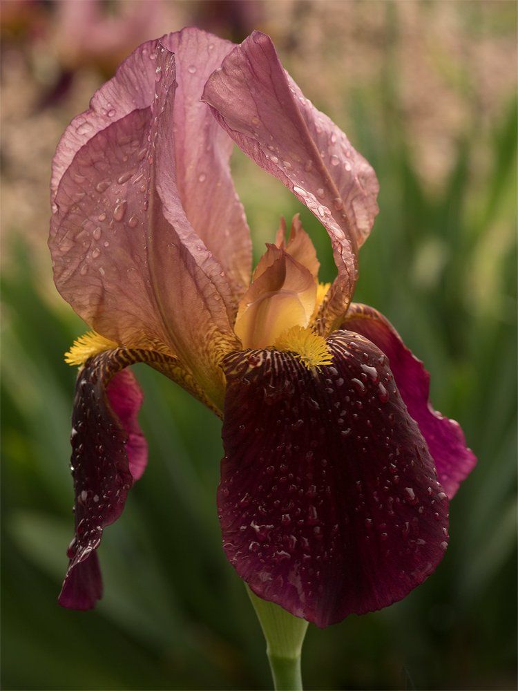 После дождя.