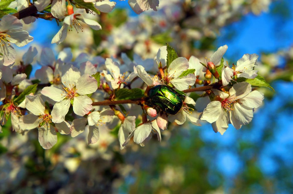 Изумрудный жук