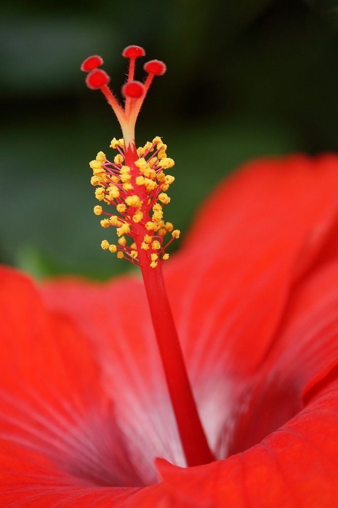 Оптимист-жизнелюб