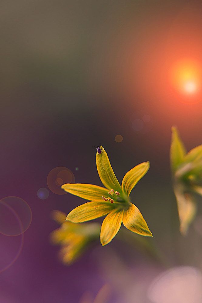 Опасный красавец