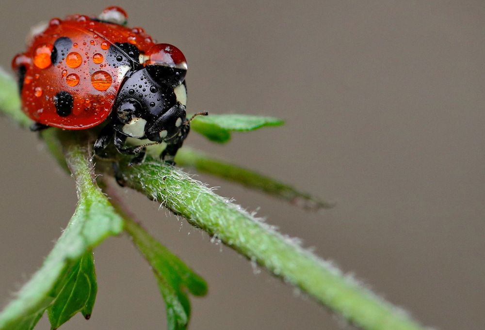 Photograph by Игорь Осипов