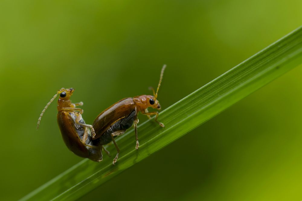 In the World of Attraction