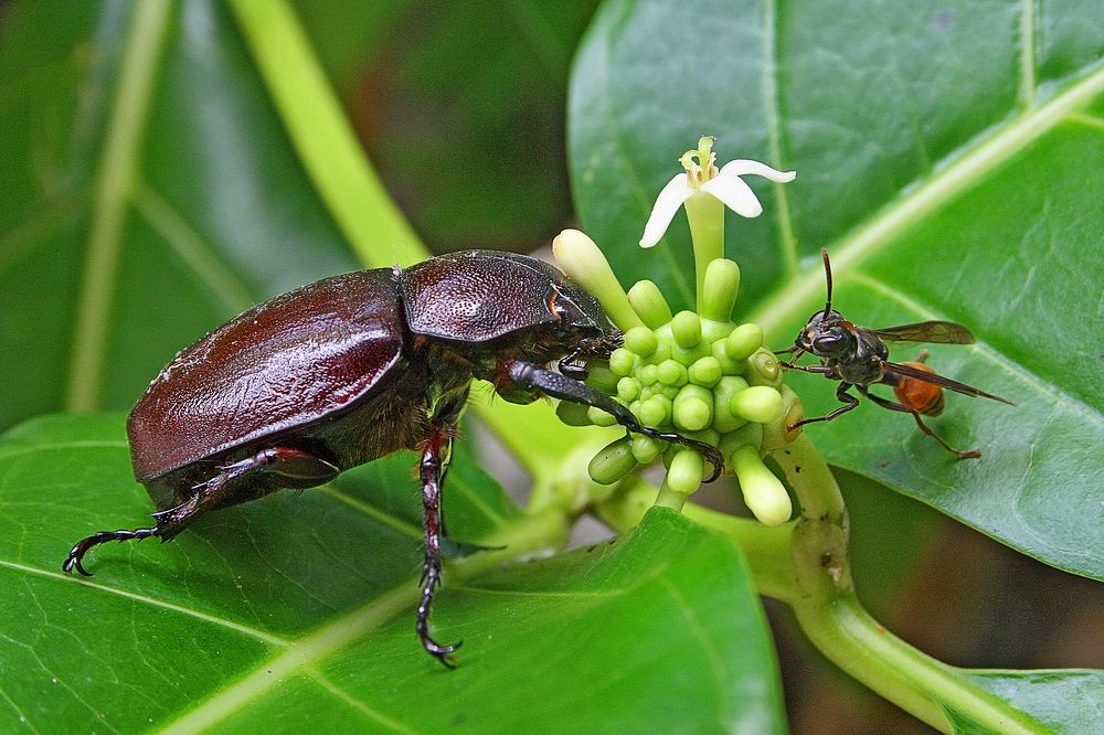 Пожужжим по рюмочке