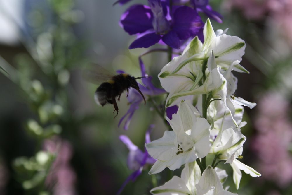 Полет шмеля