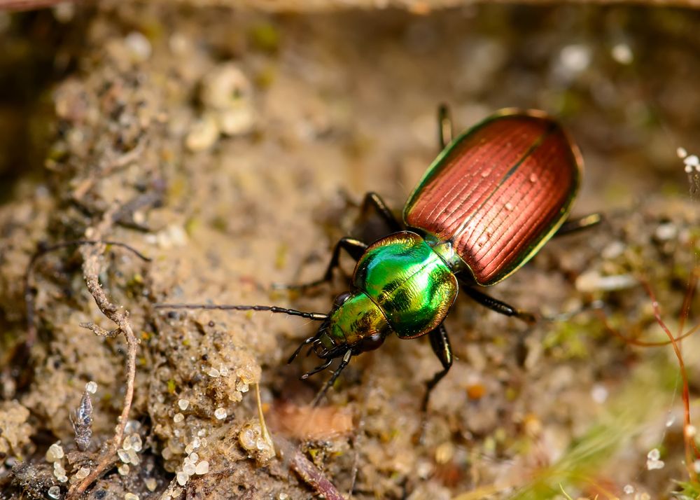 Мастер равновесия (Rock balancing master)