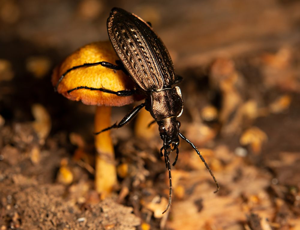 Чьи в лесу грибы