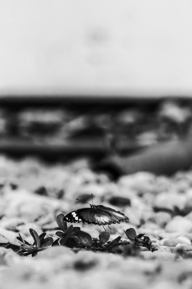 The Butterfly Flying