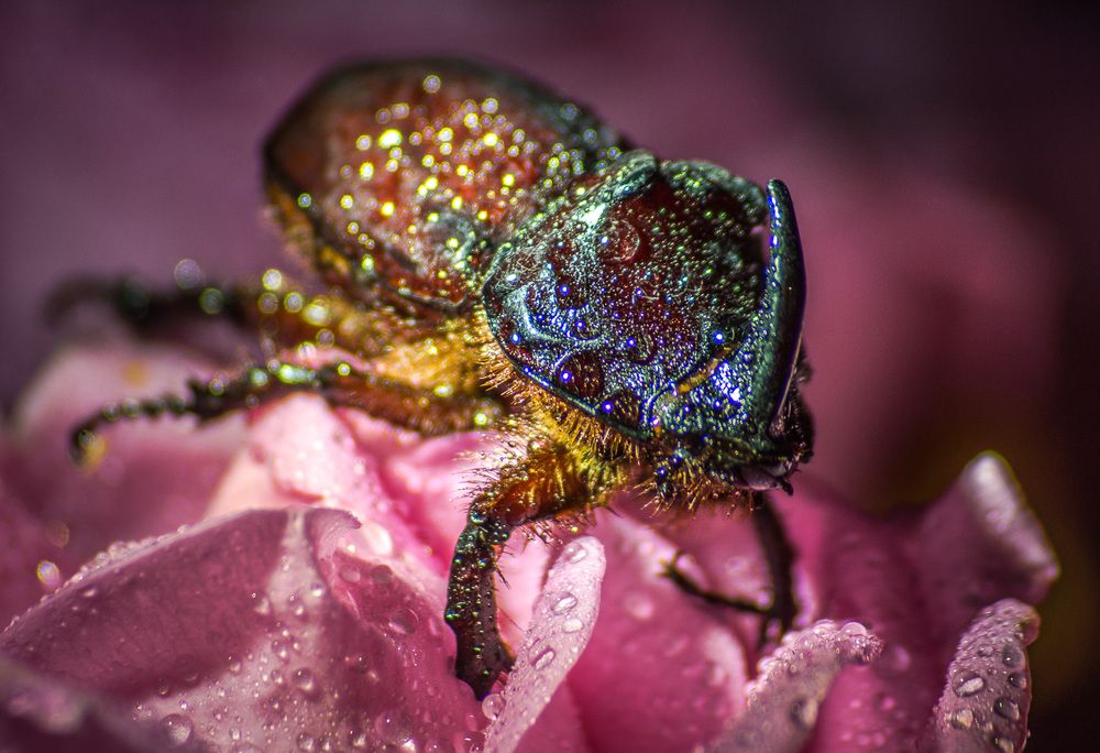 Майский жук