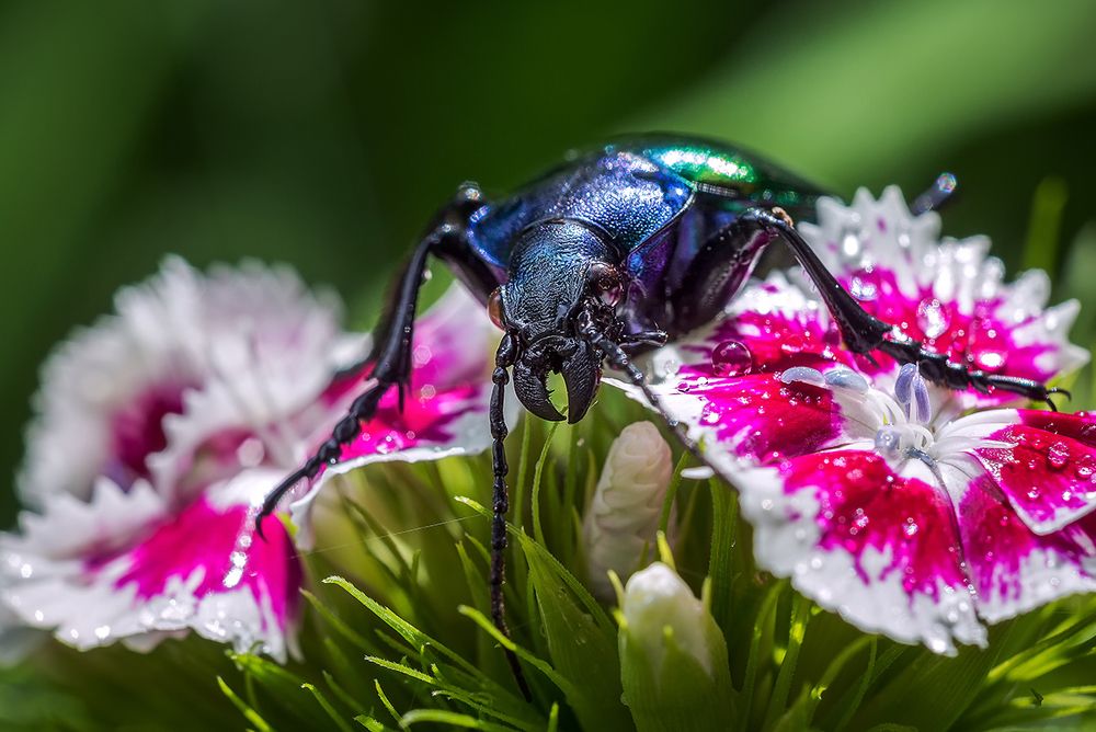 Красотел пахучий