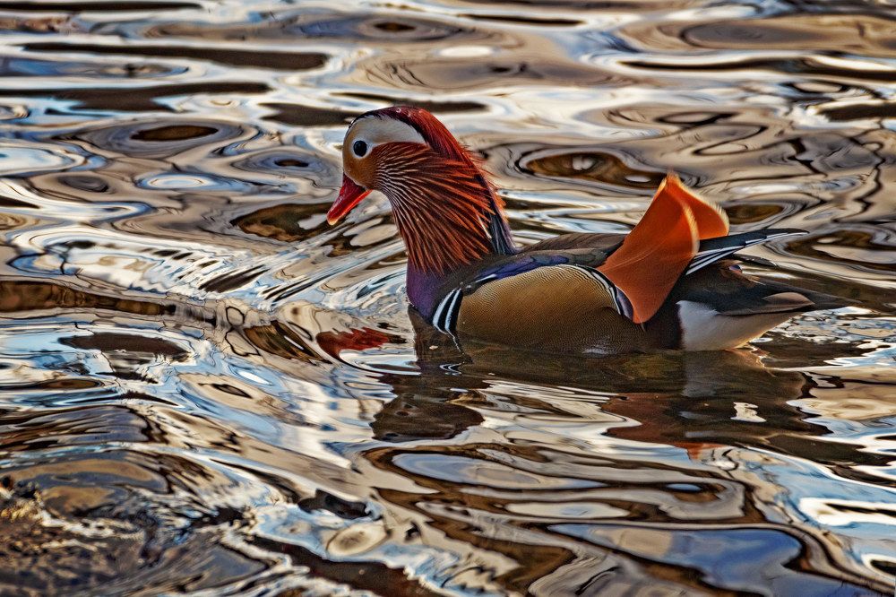 Мандаринка