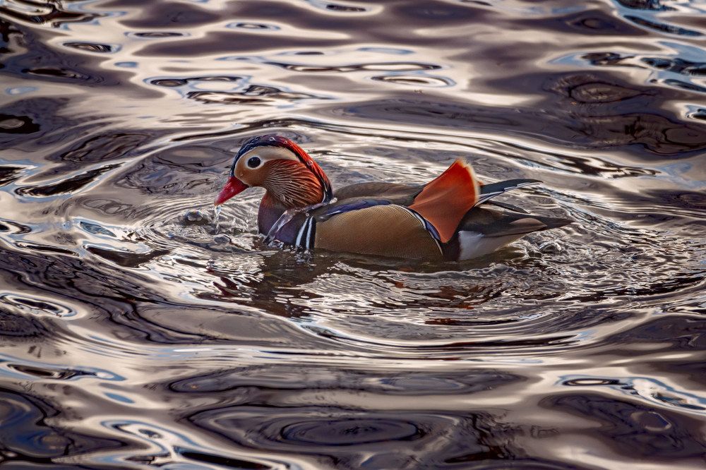 Мандаринка