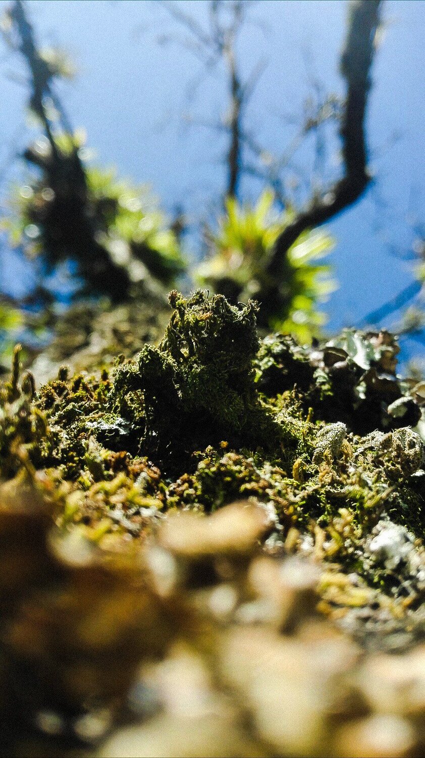 árbol árbol