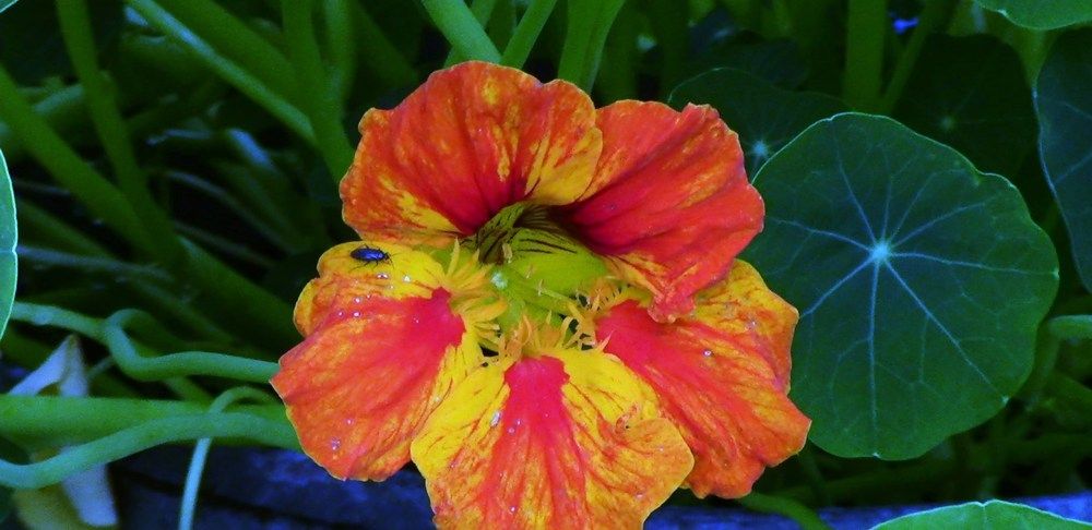 Очень маленький жучок.