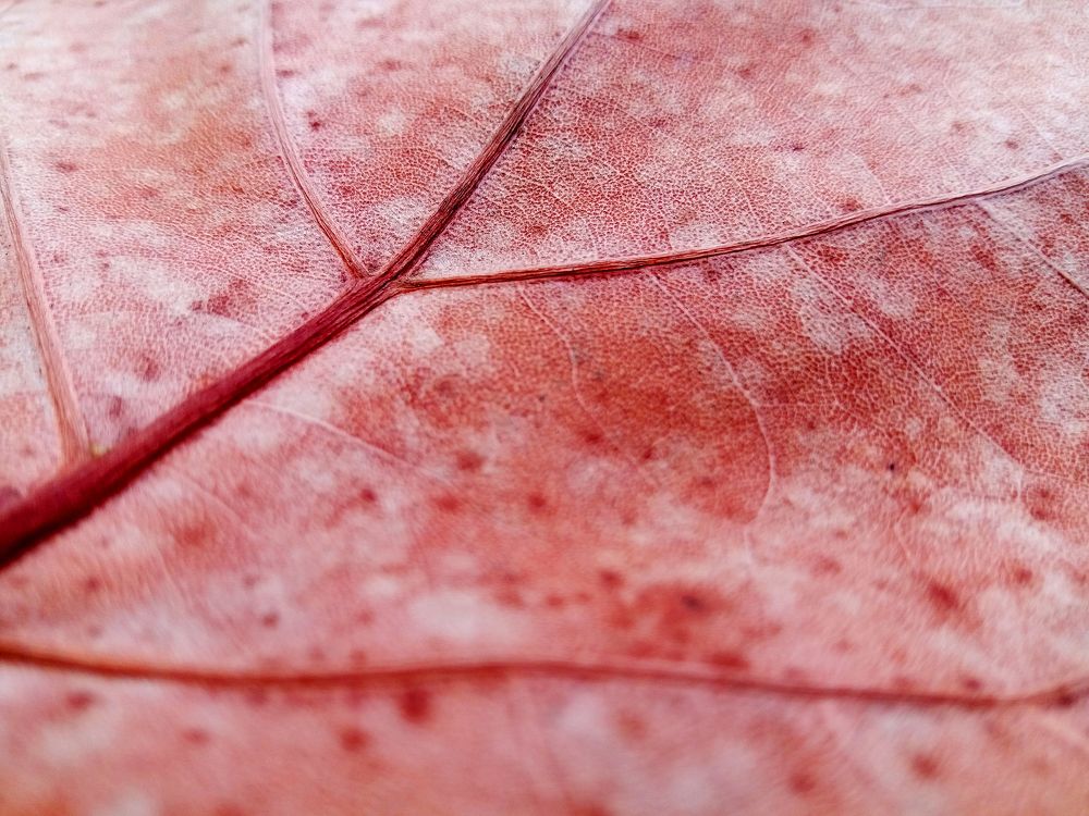Leaf of tropical tree