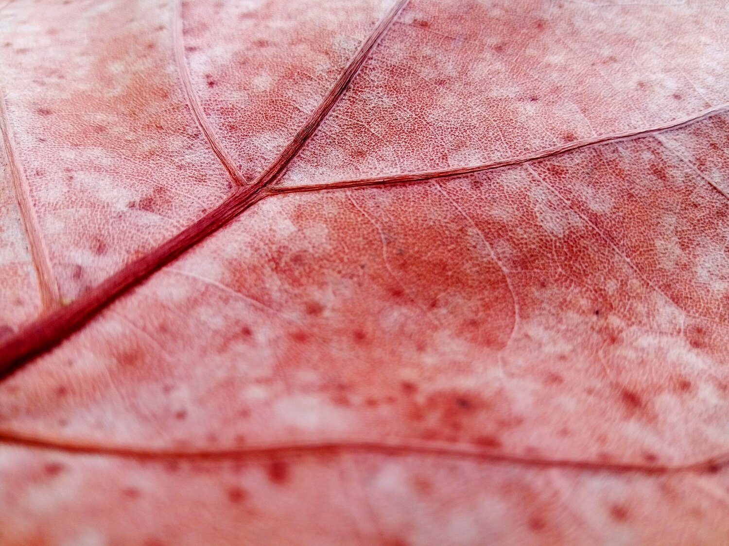 Leaf of tropical tree