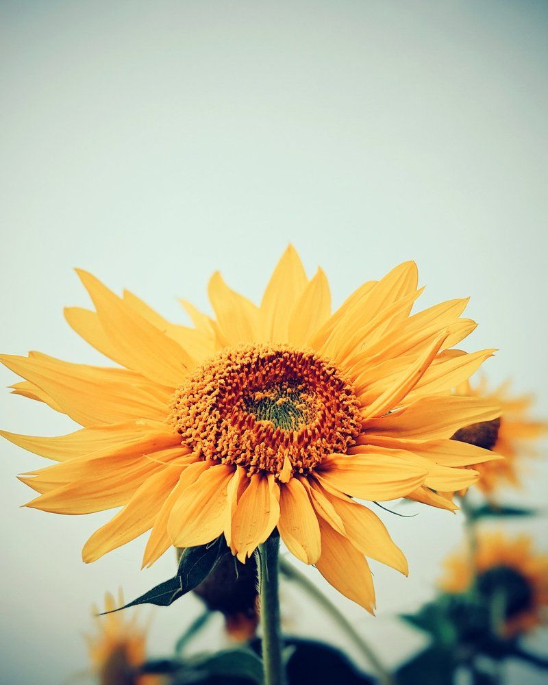 Morning Dance by Sun flower