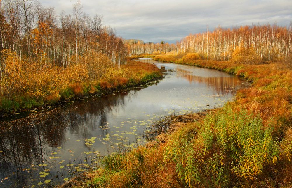 Речка Глушица.
