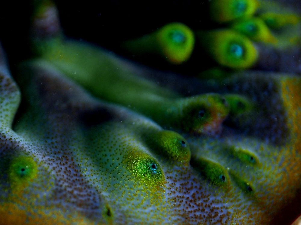 Peacock's tail, but not actually it is (Хвост павлина, но не хвост)