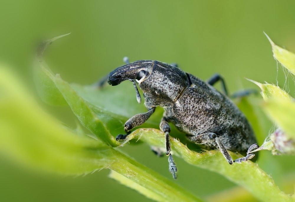 Долгоносик