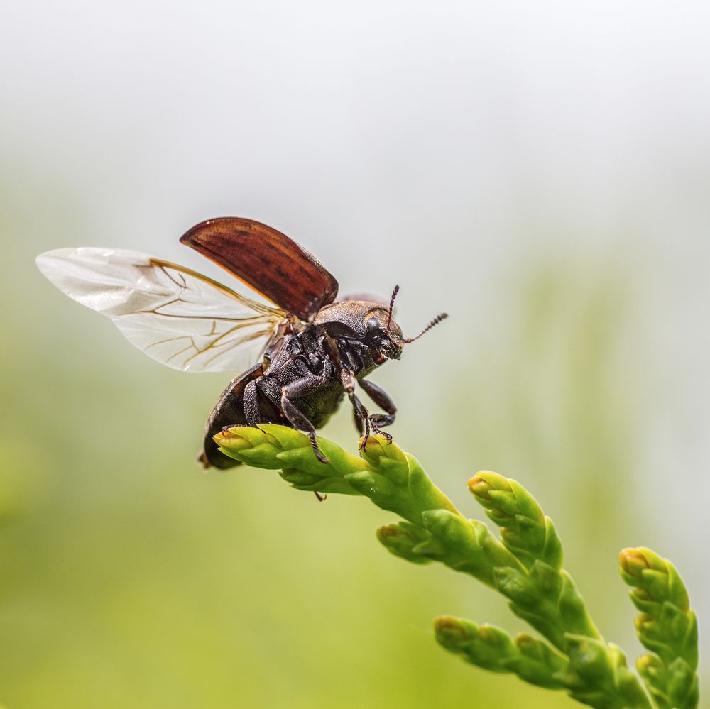 К взлету готов