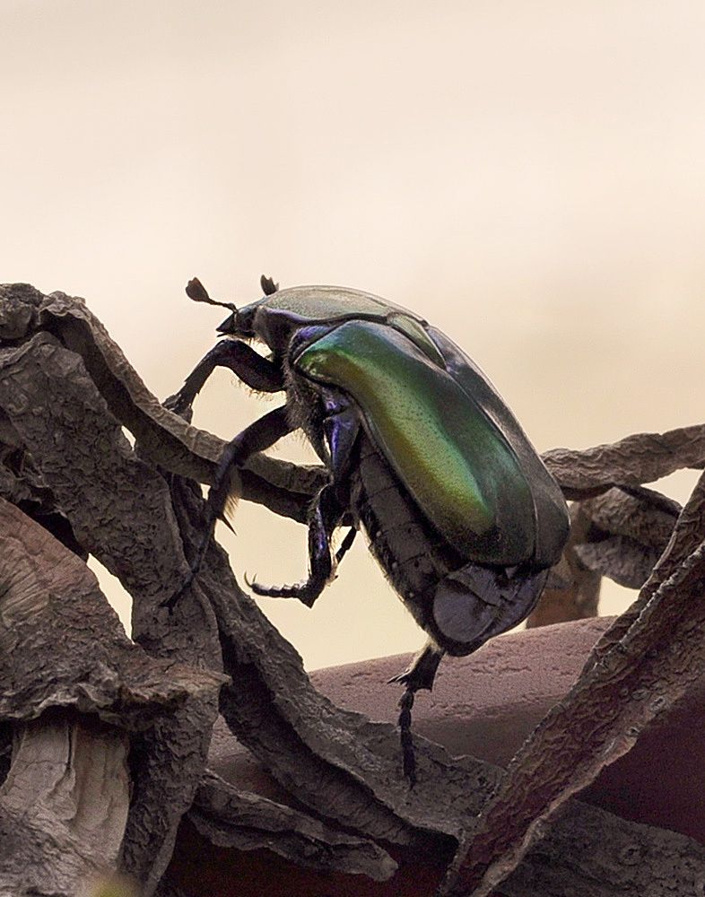 Photograph by Яков