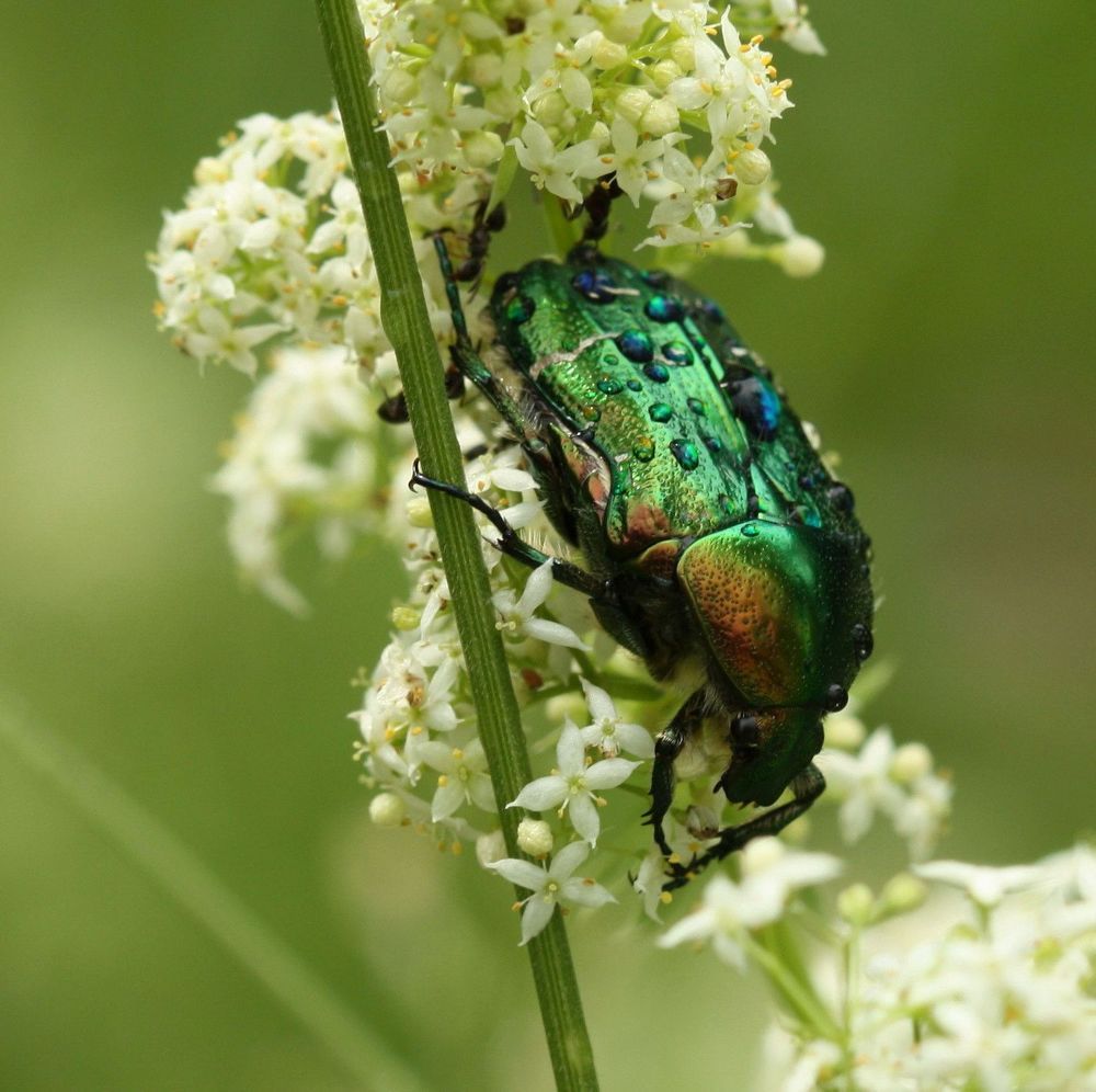 После дождя