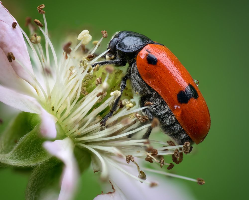 Портрет жука листоеда