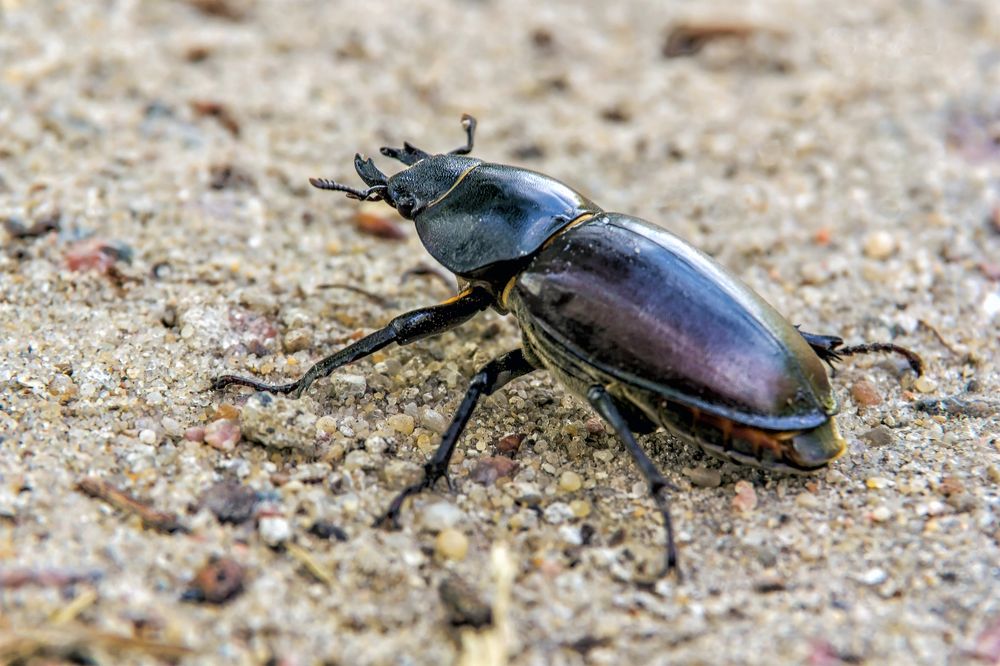 Жук на песке
