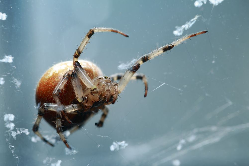 паутинками в небо