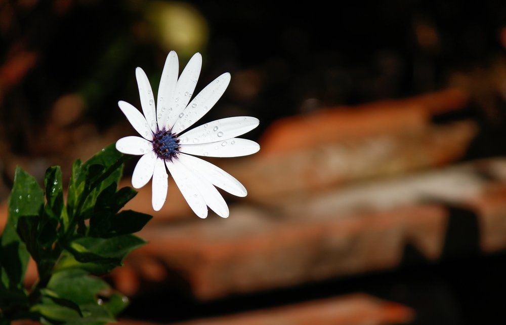 The lonesome beauty.