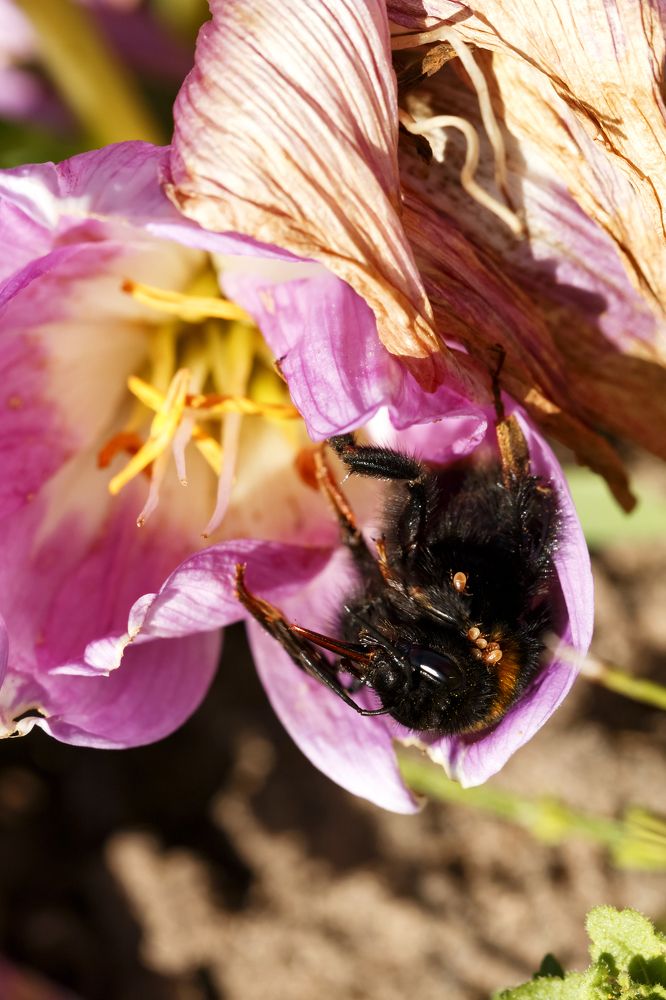 завалила мелкота старого шмеля