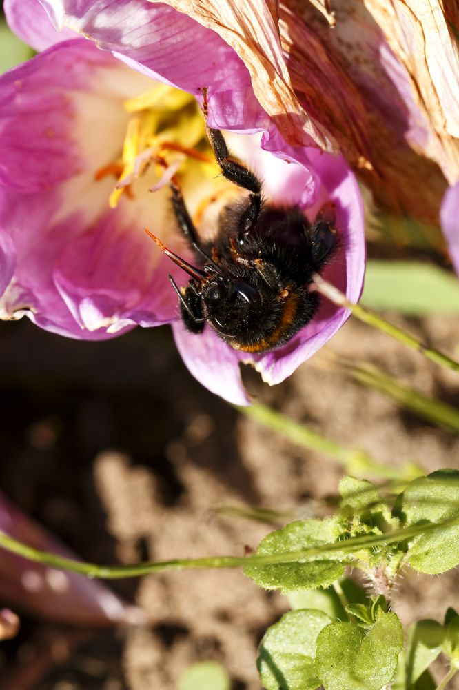 старый шмель